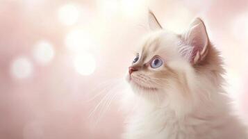 Adorable Ragdoll kitten with striking blue eyes, gazing softly against a pastel pink bokeh background photo