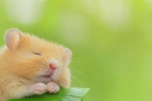 Sweet hamster resting peacefully on a green leaf in a tranquil setting during daylight hours photo