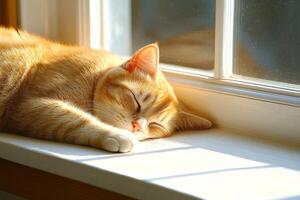 A peaceful cat napping on a sunny windowsill while gentle shadows dance around photo