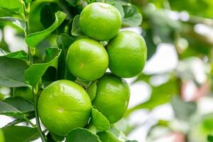 Green lemons is citrus fruits on a branch with nature background. Green Lemons tree in the garden with daylight. Fresh green lime fruit hanging from branch. photo
