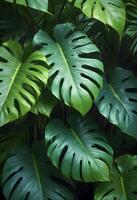Lush Monstera Leaves in Dense Green Tapestry with Soft Lighting photo
