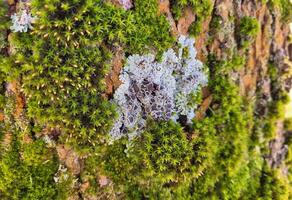 Beautiful green moss and gray lichen on a tree trunk on a bright sunny day photo
