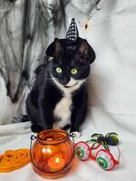 A large black cat in a witch's hat sits near a lamp in the shape of a pumpkin lamp photo
