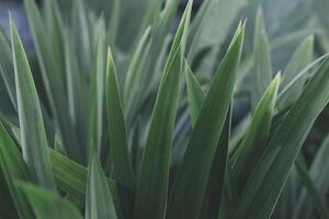 Natural green leaves plants using background photo