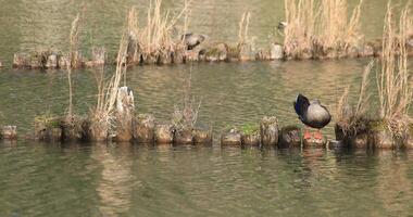 Floating duck in the pond copyspace video