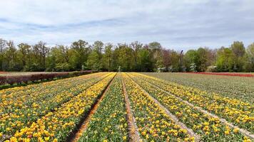 Flight over Keukenhof garden, Netherlands with a view of a working mill video