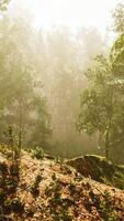 Forest of Trees illuminated by sunbeams through fog video