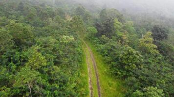 An aerial view of a train track in the middle of a forest video