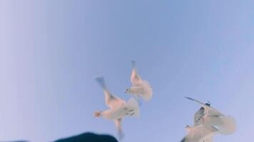 Seagulls Eat Bread from the Hand in Flight - Slow Motion. A Lot of Hungry Birds in the Air. Feeding Seagulls with the Bread. Birds are Flying in the Clear Sky in Daytime video