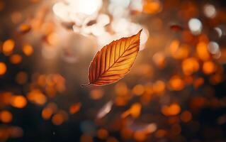 A single orange autumn leaf backlit by warm sunlight, showcasing intricate veins and texture against a blurred background of golden bokeh photo