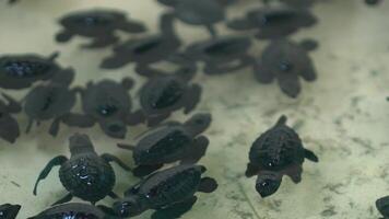Baby sea turtles in a temporary pool after hatching from eggs and before being released into the wild in the ocean. Dozens of black hatchlings float in an artificial pond video