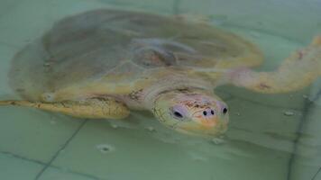 4k footage of an adult sea turtle in a breeding pool on the beach after laying eggs. Close up of a sea turtle in a temporary pond before being released into the wild again to live in the wild video