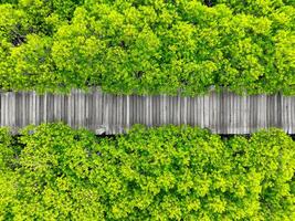 Aerial view lush green mangrove forest. Wooden bridges for natural trails, highlighting ecotourism opportunities, carbon capture benefits, and vital role mangroves play in combating climate change. photo