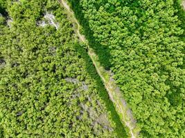 Aerial top view of green forest and forest trail. Drone view of green trees captures CO2. Green trees background for carbon neutrality and net zero emissions concept. Sustainable green environment. photo