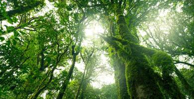 Looking up view of tree trunk to green leaves of tree in forest with sun light. Fresh environment in green woods. Forest tree on sunny day. Natural carbon capture. Sustainable conservation and ecology photo
