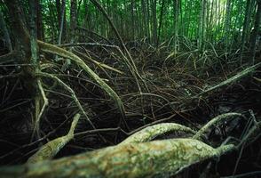 Mangrove roots. Complex network in coastal wetland waters. Habitat for marine biodiversity and natural carbon storage. Sustainable ecosystem protecting shorelines and mitigating climate change effects photo