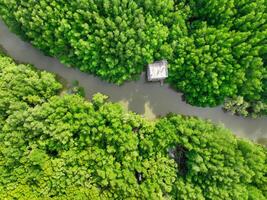Aerial view green mangrove forest. Natural carbon sinks. Mangroves trees capture CO2. Blue carbon ecosystems. Mangroves absorb carbon dioxide emissions and mitigating global warming. Green ecosystem. photo