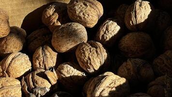 A close-up view of scattered walnuts basking in natural light, highlighting their textured shells photo