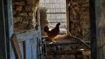 A hen stands in a rustic farm setting with sunlight streaming through a window in the countryside photo