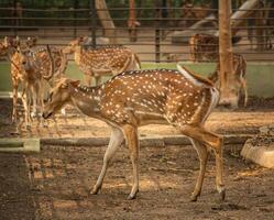 a deer sitting still with nature and green background photo