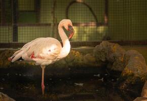 a lone flamingo in a rocky pool at the zoo photo