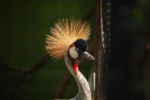 Gray crowned crane looking to the side with bokeh or blurry background photo