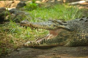 A crocodile is still, there is green grass nearby photo