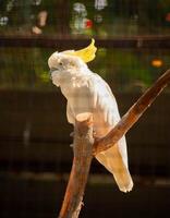 A Yellow Crested Cockatoo bird is perched on a tree branch photo