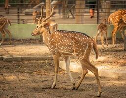 a deer sitting still with nature and green background photo