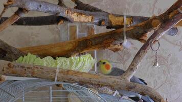 The concept of keeping parrots in an apartment. Cockatiel is eating Chinese cabbage while sitting on a cage to which tree branches are attached video