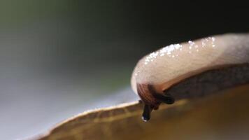 White slug in a sunny summer forest, crawling on a leaf, macro view video