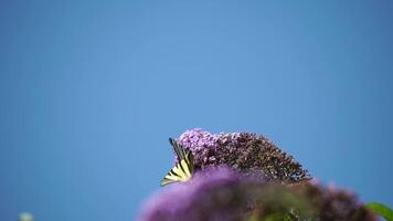 A common yellow swallowtail Papilio machaon on the flower of a butterfly bush Buddleja davidii . Close up, slow motion video
