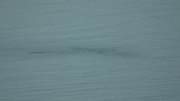 Whale, Ocean, Surface - A whale swims near the surface of the ocean. video