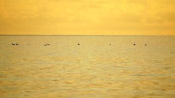 A flock of seagulls fly fishing and dolphins swim in the sea. Warm sunset sky over the ocean. Silhouettes of seagulls flying in slow motion with the sea in the background at sunset. Evening. Nobody. video