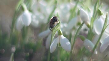 Bee pollinates snowdrop during early spring in forest. Snowdrops, flower, spring. White snowdrops bloom in garden, early spring, signaling end of winter. Slow motion, close up, soft focus video