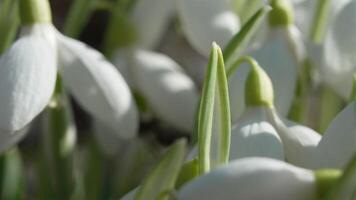 Bee pollinates snowdrop during early spring in forest. Snowdrops, flower, spring. Honey bee, Apis mellifera visiting first snowdrops on early spring, signaling end of winter. Slow motion, close up video