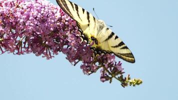 A common yellow swallowtail Papilio machaon on the flower of a butterfly bush Buddleja davidii . Close up, slow motion video