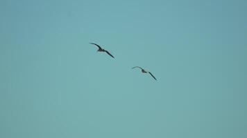 Birds, Sky, Flight - Two birds flying in the blue sky. video