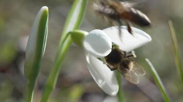 Snowdrop pollinated by bee during early spring in forest. Snowdrops, flower, spring. White snowdrops bloom in garden, early spring, signaling end of winter. Slow motion, close up, soft focus video