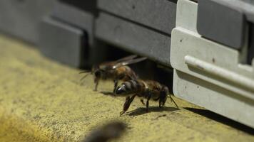 Bees, pollen, hive - Close-up view of bees with colorful pollen on legs near beehive entrance, slow motion, pollination process in nature. Apis mellifera video