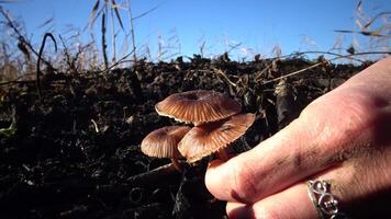 Hand with manicure tears the mushroom in the grass, inedible dangerous mushroom, you can poison yourself if you eat it video