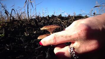Hand with manicure tears the mushroom in the grass, inedible dangerous mushroom, you can poison yourself if you eat it video