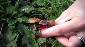 Hand with manicure tears the mushroom in the grass, inedible dangerous mushroom, you can poison yourself if you eat it video