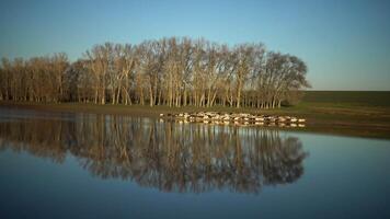 Herd of sheep go along a beautiful lake, in which trees are reflected, Bolgradsky district, Ukraine video