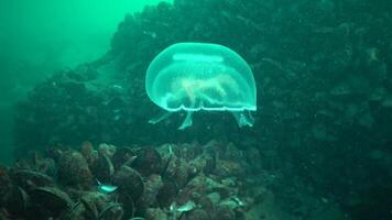 Aurelia aurita -also called the moon jelly, moon jellyfish, common jellyfish, or saucer jelly- is a widely studied species of the genus Aurelia video