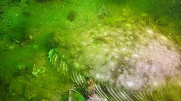 Fish of the Black Sea. European flounder Platichthys flesus video