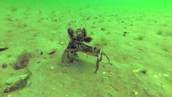Carcinus aestuarii is a littoral crab, native to the Mediterranean Sea, Black Sea video