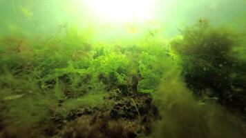 Green and red algae on a stone rock from excitement in the sea, the Black Sea, the Odessa Gulf video