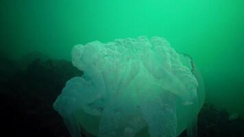 Big jellyfish in the Black Sea, Rhizostoma pulmo, floating in the water column. A scyphomedusa in the family Rhizostomatidae video