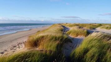 Untouched Beach Stretch with Dunes and Tall Grass Swaying in the Wind video